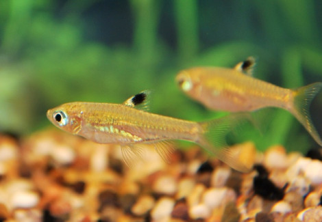 Rasbora Dorsiocellata S