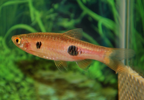 Rasbora Kalochroma M