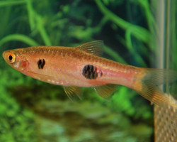 Rasbora Kalochroma L