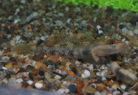 Rhinogobius Wui M