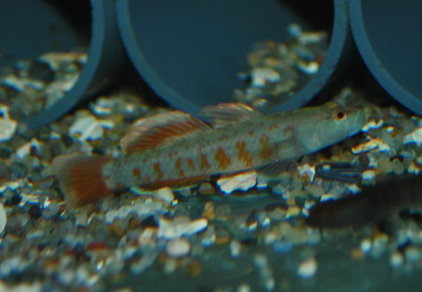 Rhinogobius Zhoui M