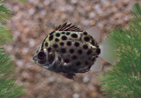 Scatophagus Argus M