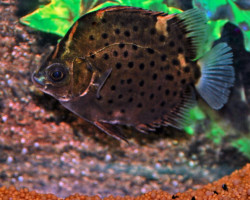 Scatophagus Argus Red M