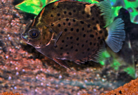 Scatophagus Argus Red M