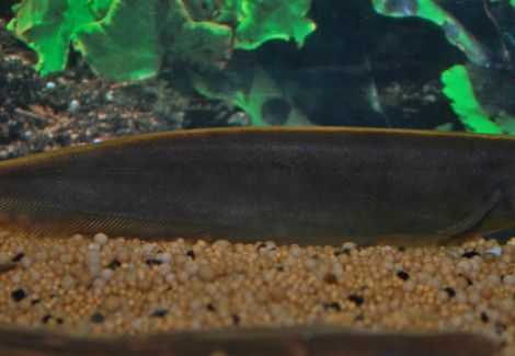 Apteronotus Leptorhynchus M