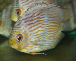 S. Discus Curidiqui M/L