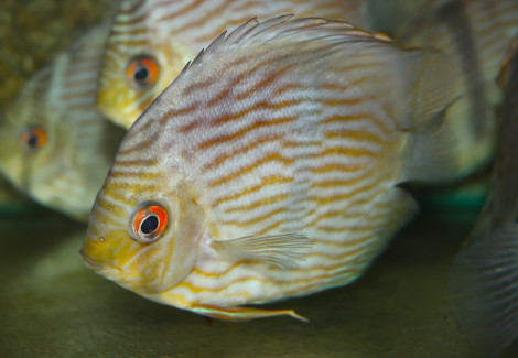 S. Discus Curidiqui M/L