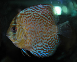 Discus Leopard Snakeskin M