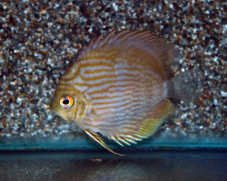 S. Discus Rio Negro M