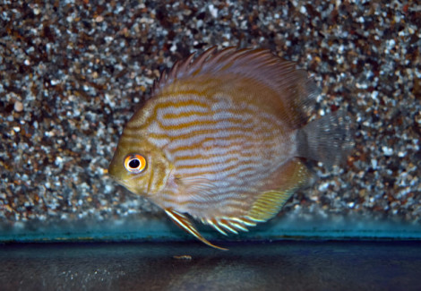 S. Discus Rio Negro M