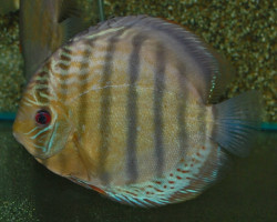 S. Aequifasciatus Tefe M/L