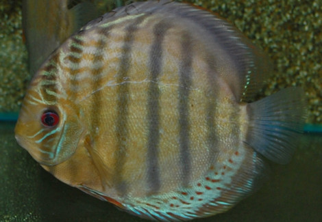 S. Aequifasciatus Tefe M/L