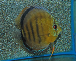 S. Aequifasciatus Axelrodi M