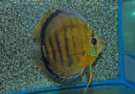 S. Aequifasciatus Axelrodi M