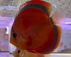 Discus Red Cover S/M