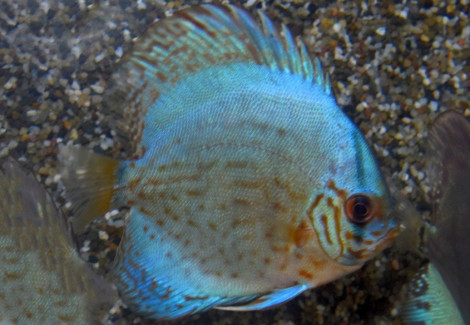 Discus Reflection D M