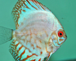 S. Aequifasciatus White Kobalt S