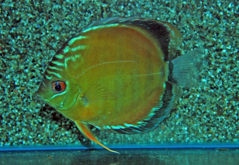 S. Aequifasciatus Rio Uatuma Xxl