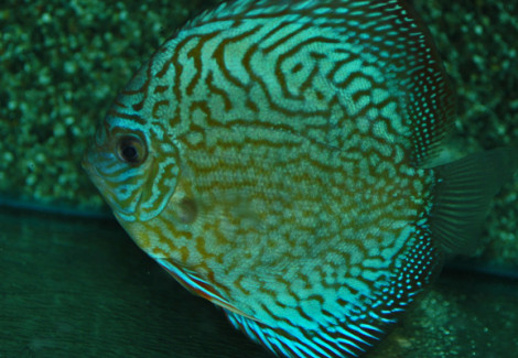 S. Aequifasciatus Brilliant Turquoise S