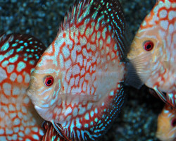 Discus Pigeon Checkerboard S