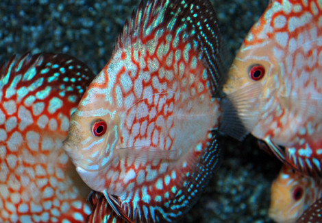 Discus Pigeon Checkerboard S