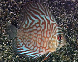 Discus Tiger Turquoise S/M