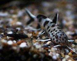 Synodontis Lucipinnis S/M