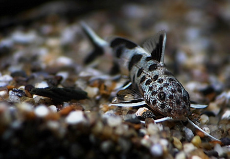 Synodontis Lucipinnis S/M