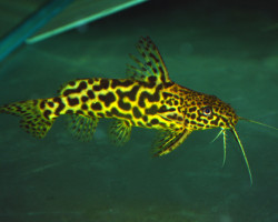 Synodontis Schoutedeni M