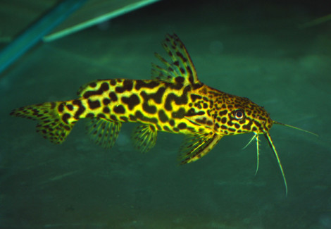 Synodontis Schoutedeni M