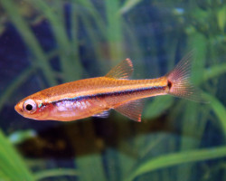 Tanichthys Micagemmae L