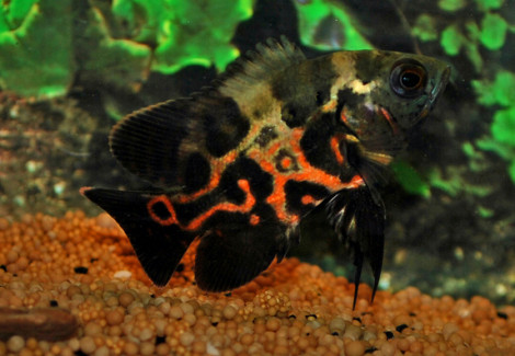 Astronotus Ocellatus M