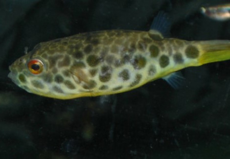 Tetraodon Schoutedeni S