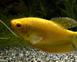 Trichopodus Trichopterus Gold Xl