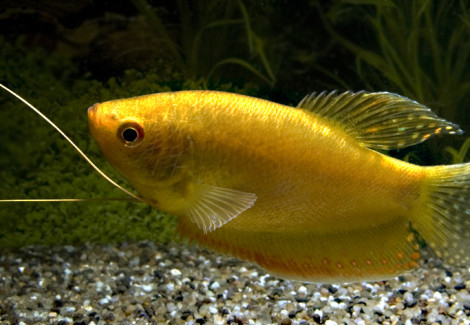 Trichopodus Trichopterus Gold Xl