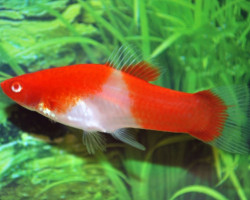 Xipho. Helleri Koi Red Eye S/M