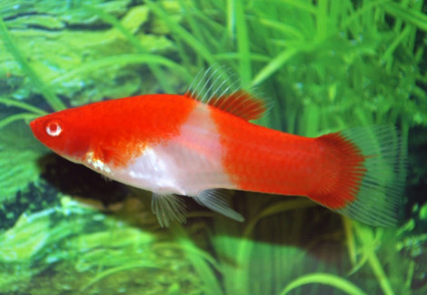 Xipho. Helleri Koi Red Eye S/M