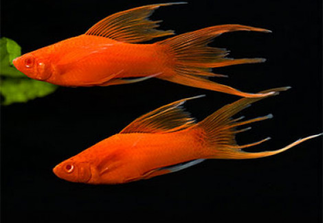 Xipho. Helleri Veiltail Hifin Red Spotted M/L