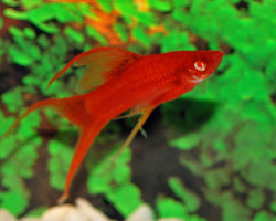 Xipho. Helleri Red Redeye M