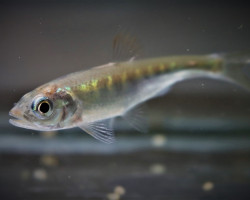 Opsariichthys Sp. Vietnam S