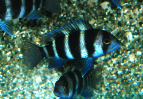 Cyphotilapia Frontosa S