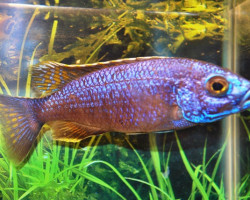 Sciaenochromis Ahli Iceberg S/M