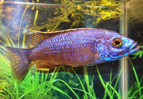 Sciaenochromis Ahli Iceberg S/M