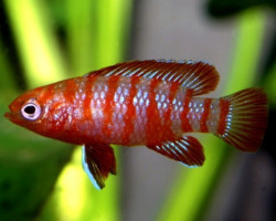 Badis Badis Bengalensis/Dario Dario M