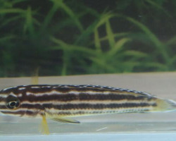 Julidochromis Regani Nsumbu M