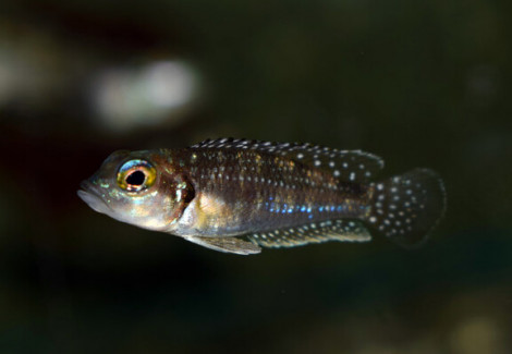 Lamprologus Meleagris M