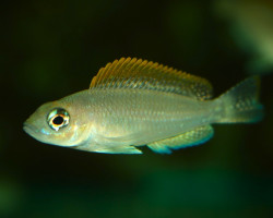 Neolamprologus Caudopunctatus Kapampa S/M