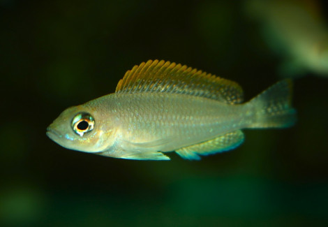 Neolamprologus Caudopunctatus Kapampa S/M