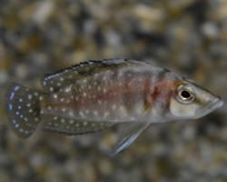 Lamp/Altolamp.Compressiceps Sumbu Shell