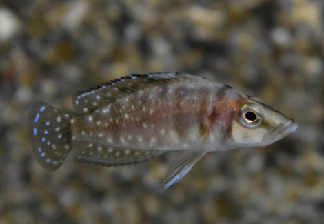 Lamp/Altolamp.Compressiceps Sumbu Shell